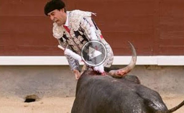 VIDEO: Torero pierde un testículo después de una brutal cornada