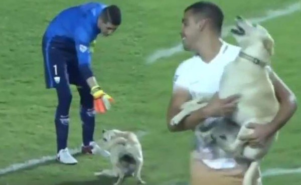El perro más alegre del mundo se mete a un juego de la Copa Libertadores