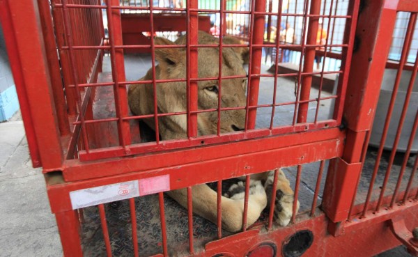 Dos leones están listos para rugir en el estadio Nacional