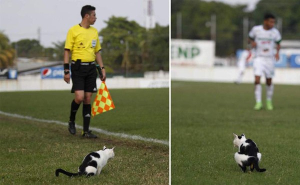 Las extrañas cosas que se han visto en juegos de Liga Nacional de Honduras