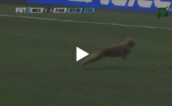 VIDEO: Un gato se metió en medio del polémico México-Panamá