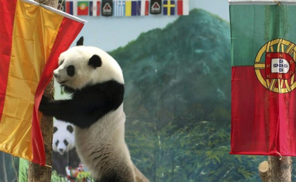 En China prohiben utilizar osos pandas para adivinar resultados del Mundial