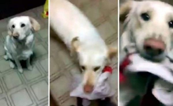 VIDEO: El perro que enloquece con la canción de River