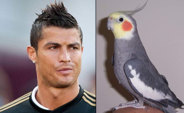 Algunos son escurridizos, otros tienen capacidades fenomenales para sobresalir ante su rival.