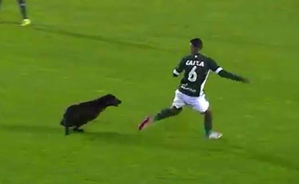 VIDEO: Jugador brasileño fue perseguido por un perro al momento de festejar un gol