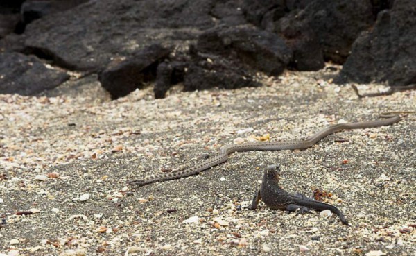 VIDEO VIRAL: La iguana que sobrevive el ataque de cientos de serpientes