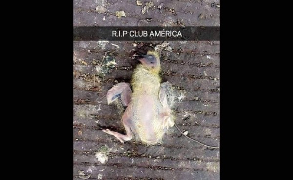 Fotos: Destruyen al América en los famosos memes tras el golpe que le dio las Chivas