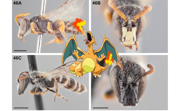 ¿Conocías estos animales reales nombrados en honor a especies de Pokémon?