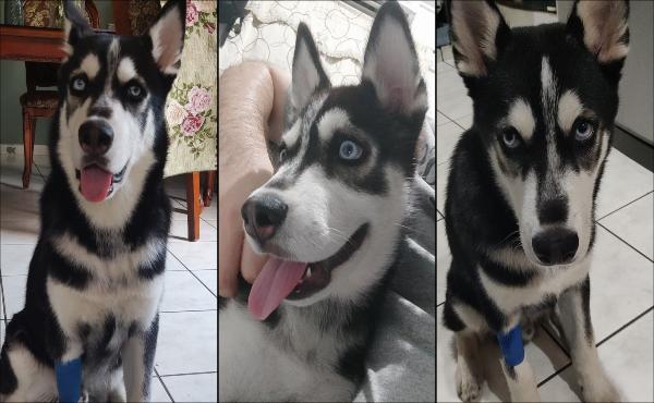 Top 10: los mejores perros en los videojuegos; el mejor amigo del hombre ha tenido buenas representaciones