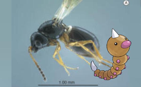 ¿Conocías estos animales reales nombrados en honor a especies de Pokémon?