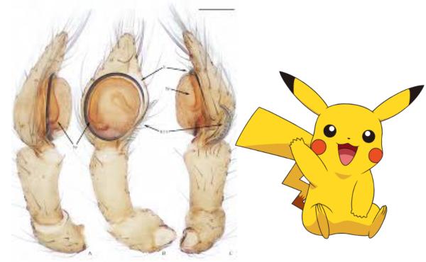 ¿Conocías estos animales reales nombrados en honor a especies de Pokémon?