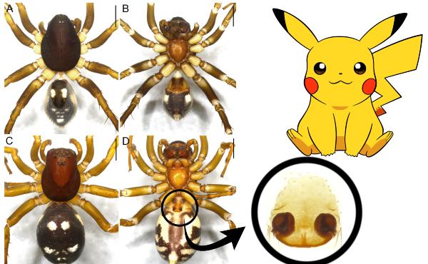 ¿Conocías estos animales reales nombrados en honor a especies de Pokémon?