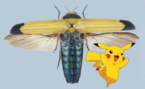 ¿Conocías estos animales reales nombrados en honor a especies de Pokémon?