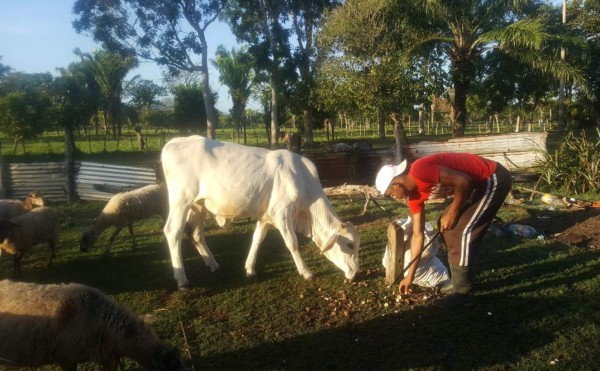 Romario Cavachuela, de campeón con Atlético Pinares a ordeñar vacas