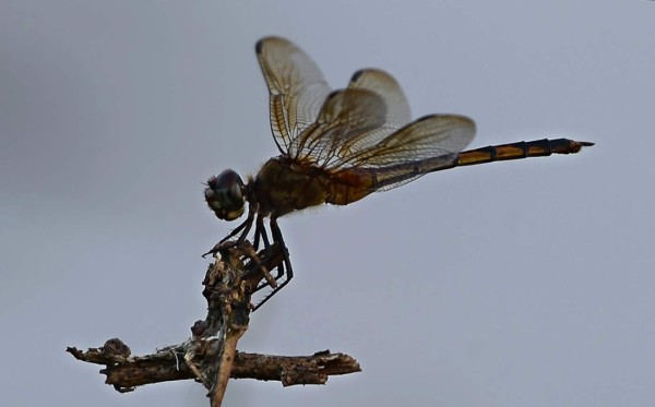 Fotos: Lluvias torrenciales del ciclón Eta resucitaron lagunas desaparecidas en San Pedro Sula