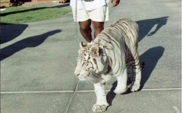 Mike Tyson: Así era el hermoso tigre que le despedazó el brazo a una mujer en Estados Unidos