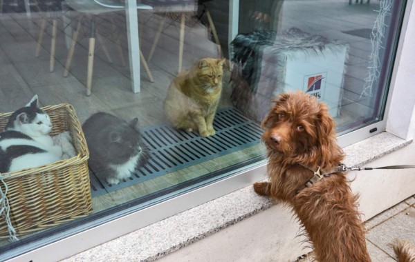 Calles desoladas y animales en las calles: Las postales que deja el coronavirus en el mundo