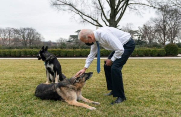 ¿Qué hicieron? Expulsan a los dos perros del presidente Joe Biden de la Casa Blanca