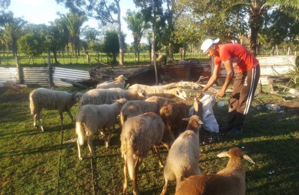 Romario Cavachuela, de campeón con Atlético Pinares a ordeñar vacas