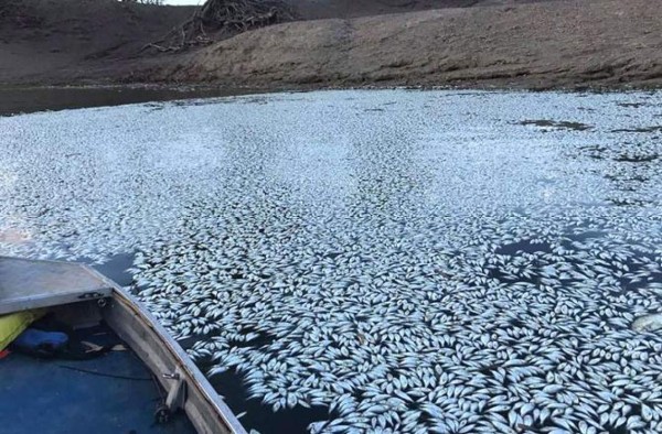Grave sequía en Australia: 'Centenas de miles' de peces aparecen muertos
