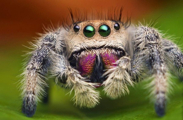 CURIOSO: Las 15 cosas que debes saber de Australia