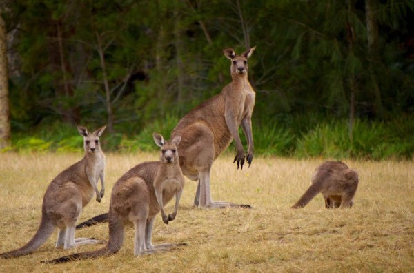 CURIOSO: Las 15 cosas que debes saber de Australia