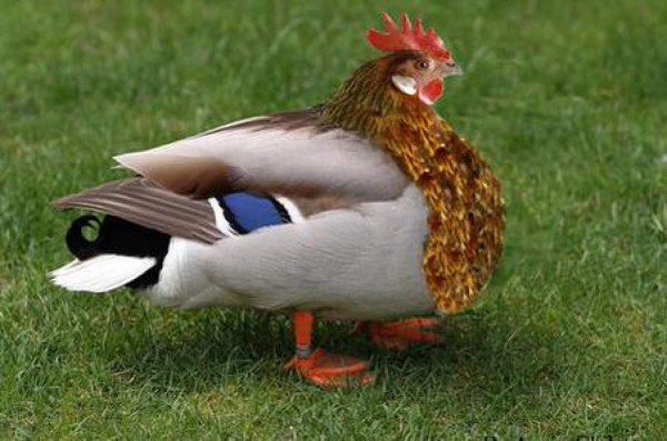 Joseph Blatter confundió a River y le llueven burlas en redes sociales