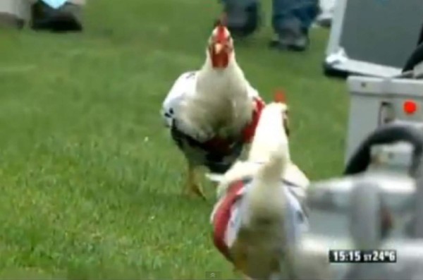 Las cosas más extrañas que se han lanzado a campos deportivos