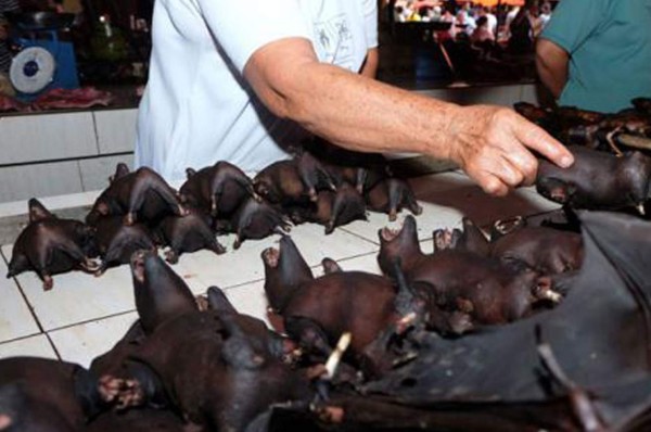 El nuevo coronavirus es de origen natural, asegura la OMS