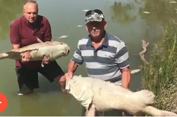 Grave sequía en Australia: 'Centenas de miles' de peces aparecen muertos