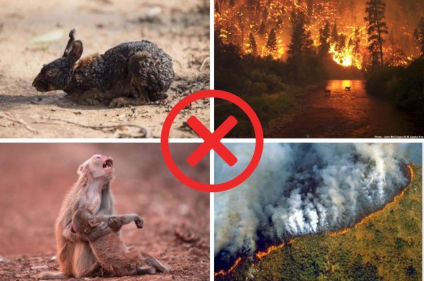 Las fotografías engañosas sobre los incendios que arrasan la Amazonia de Brasil