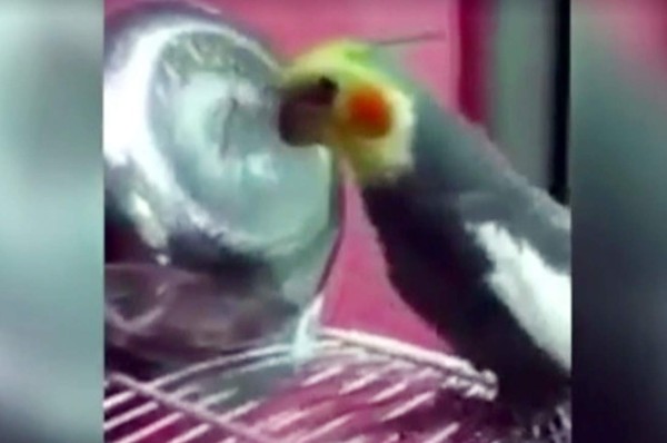 VIDEO: Aficionado del Madrid denuncia a loro que canta el himno del Barça