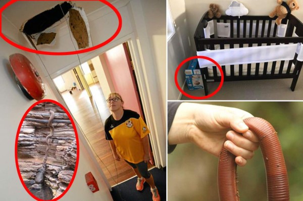 27 fotos que demuestran que Australia es un país 'aterrador' para vivir