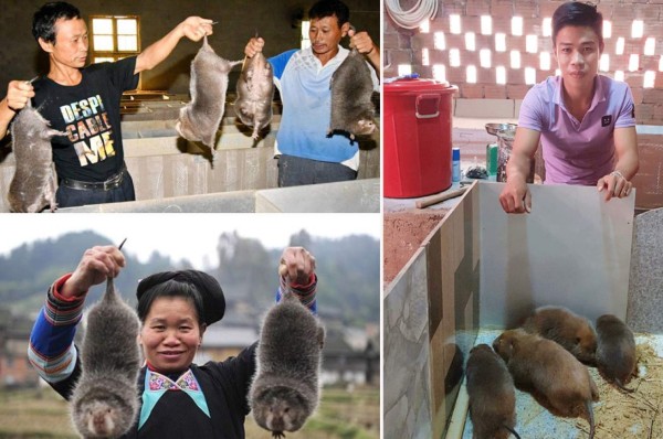 Las enormes ratas que China tenía preparadas como plato gourmet antes del coronavirus