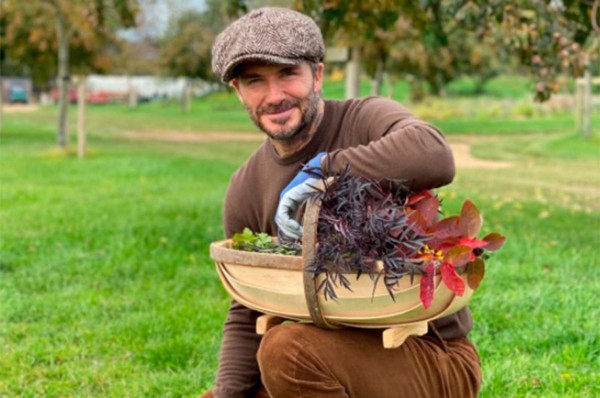 Ahora invierte en el cannabis: Así es el nuevo negocio millonario de David Beckham