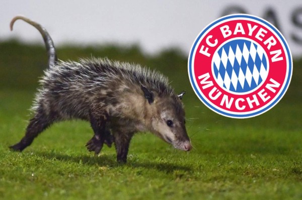¡Vacilada! Bayern Múnich se ''interesa'' en el fichaje del tlacuache