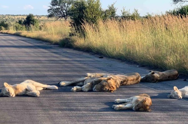 Los animales se adaptan muy bien a la vida sin humanos durante brote de coronavirus
