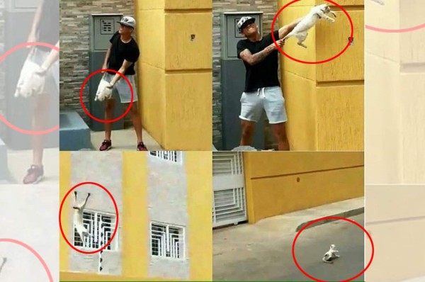 Suspenden a dos futbolistas venezolanos por maltratar a un gato