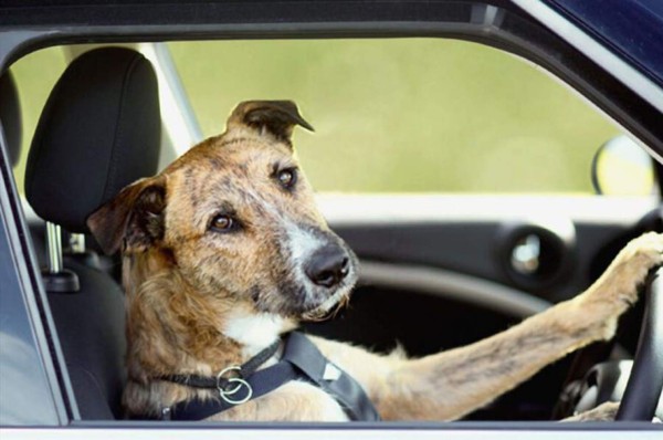 Arrestan en EEUU a hombre que dejó a su perro al volante y causó una persecución policial