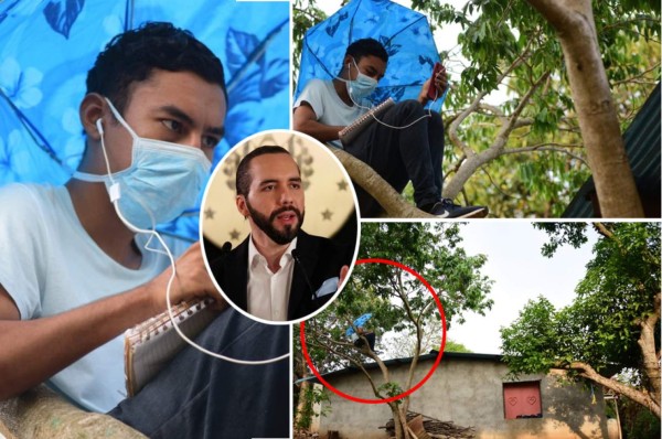 Joven salvadoreño se sube a un árbol para recibir clases, Bukele lo ve y lo sorprende
