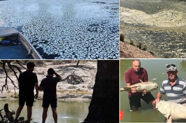 Grave sequía en Australia: 'Centenas de miles' de peces aparecen muertos