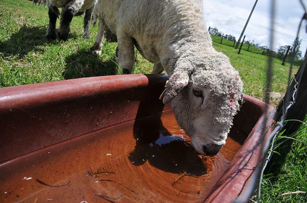 Los animales que China permitirá para el consumo humano ante la tragedia por coronavirus