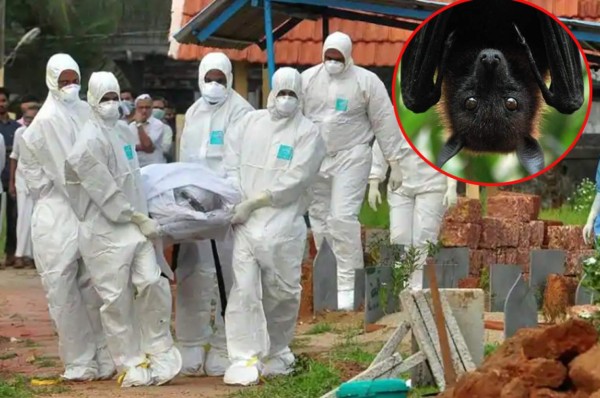 Alerta de la OMS: nuevo brote del virus Nipah y es mucho más mortal que el COVID-19