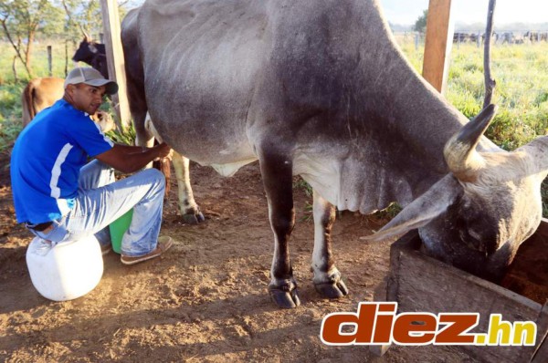 La otra profesión de los jugadores de Liga Nacional de Honduras