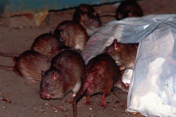 Alarma en China: Ratas contagian de una nueva cepa de hepatitis E a personas