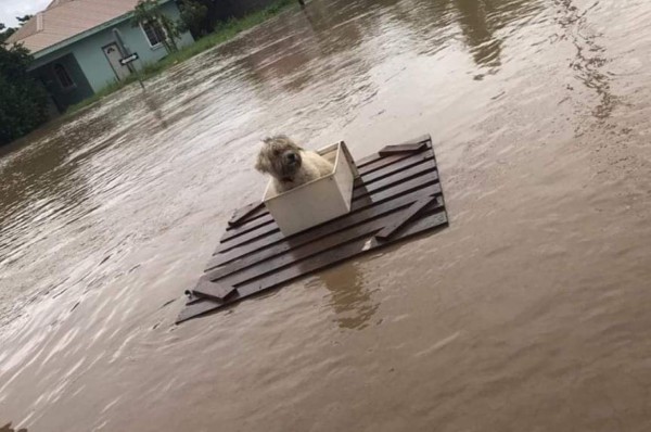 Durísimas imágenes: así lucen La Lima y Choloma devastadas por las lluvias que dejó Iota en Honduras