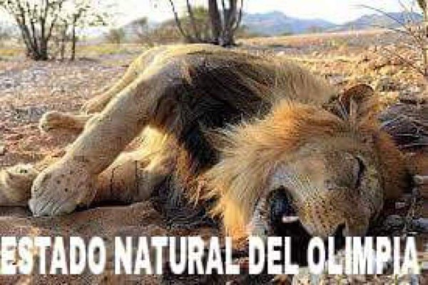 Así se burlan los aficionados de la derrota del Olimpia ante Motagua