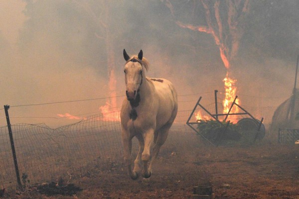 Apocalípticas fotos del brutal incendio en Australia; casi medio millón de animales han muerto