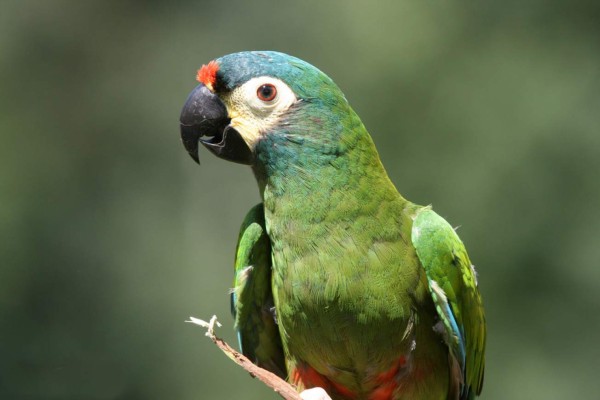 12 cosas que debes saber del Maracaná donde Honduras busca hacer historia