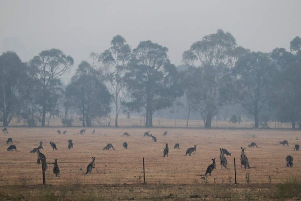 Apocalípticas fotos del brutal incendio en Australia; casi medio millón de animales han muerto